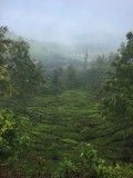 Munnar's tea plantations